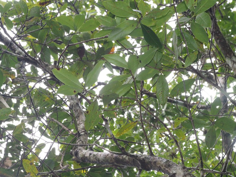 Liquidambar obovata photo 7