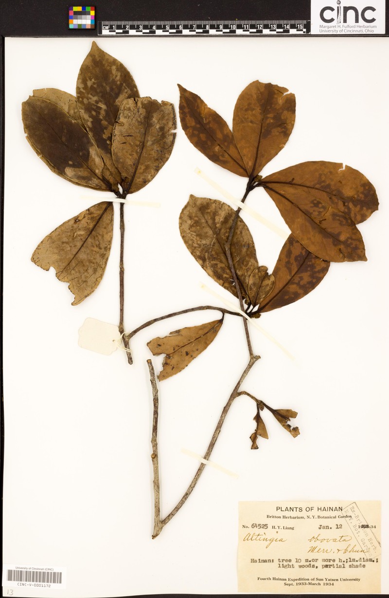 Liquidambar obovata photo 8