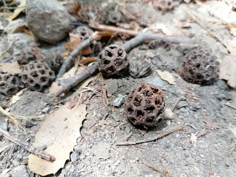 Oriental Sweetgum photo 4