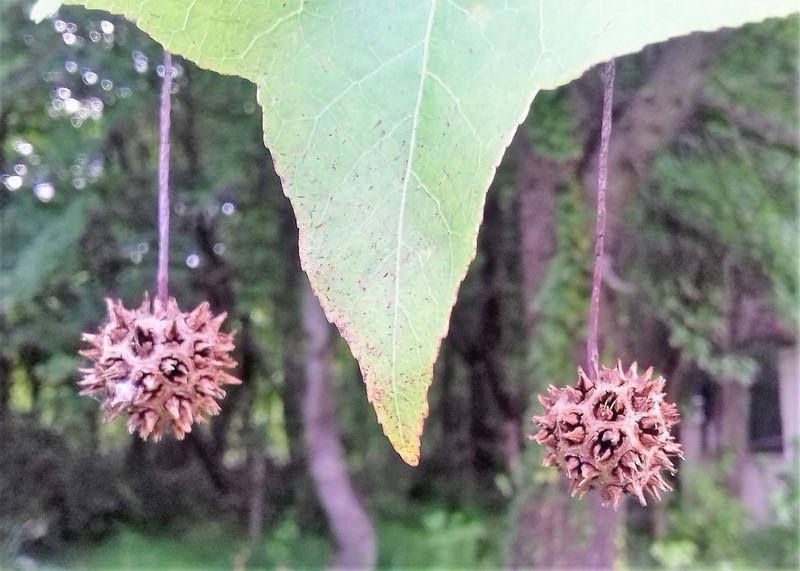 Oriental Sweetgum photo 5