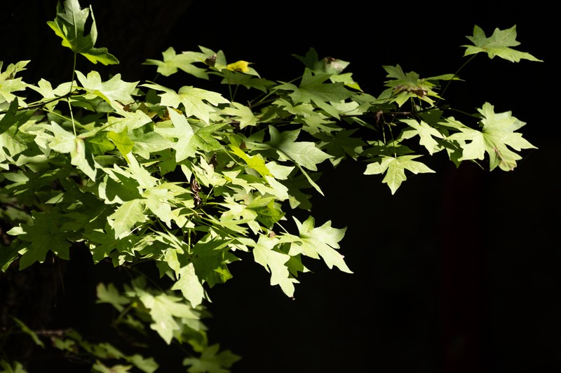 Oriental Sweetgum photo 7