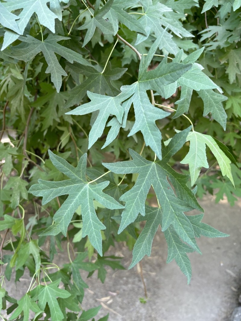 Oriental Sweetgum photo 8