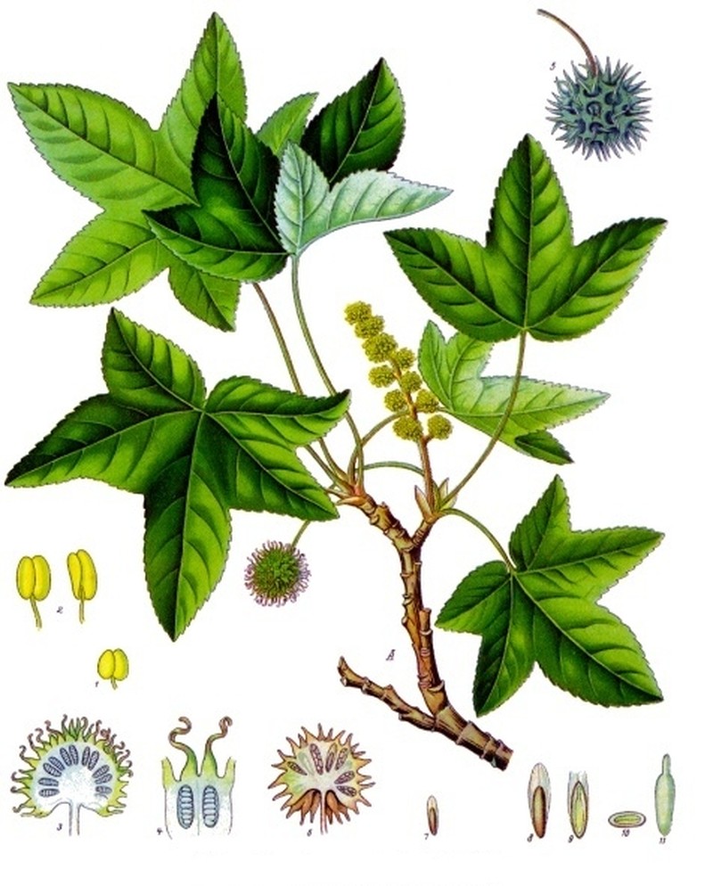 Oriental Sweetgum photo 2