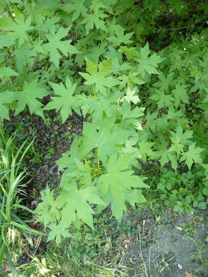 Oriental Sweetgum photo 3