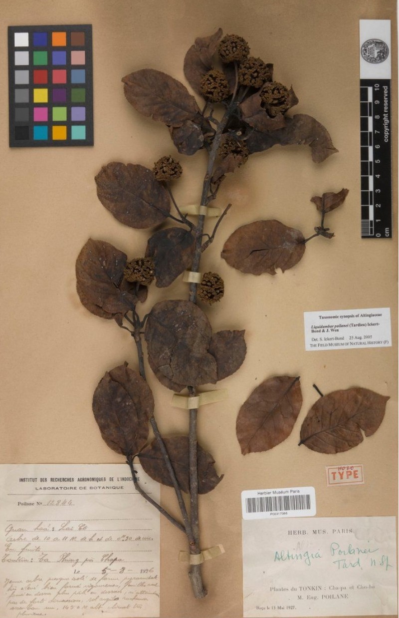 Liquidambar poilanei