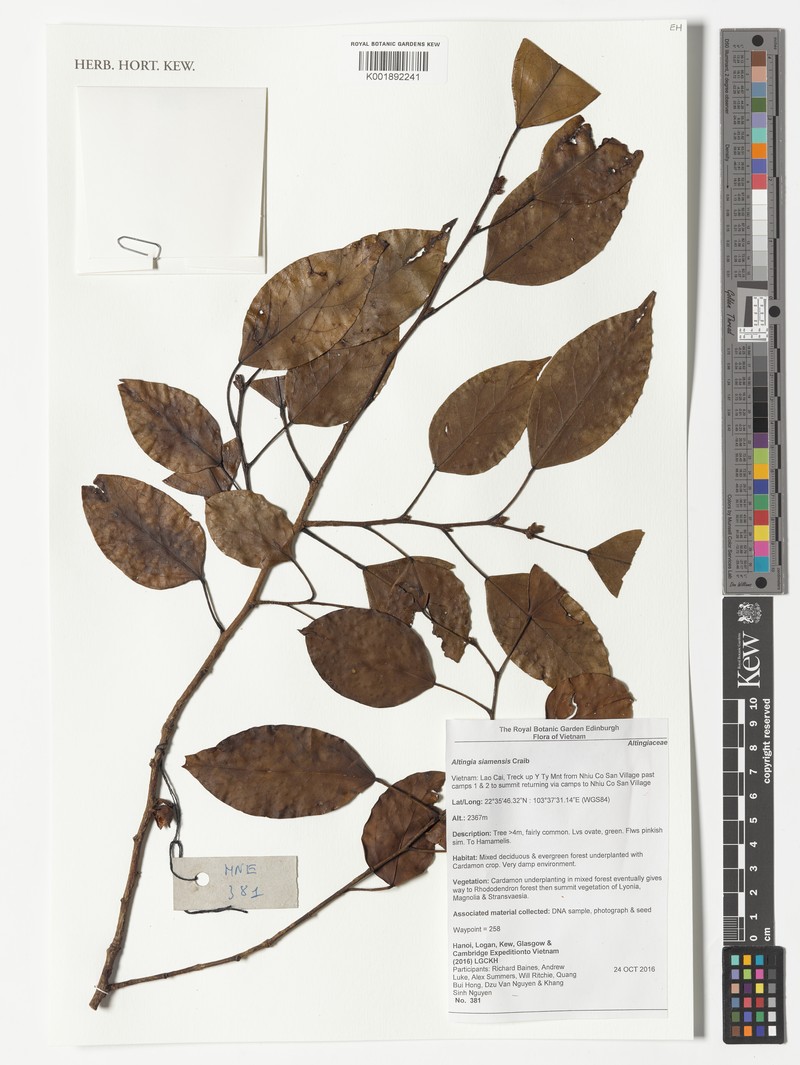 Liquidambar siamensis