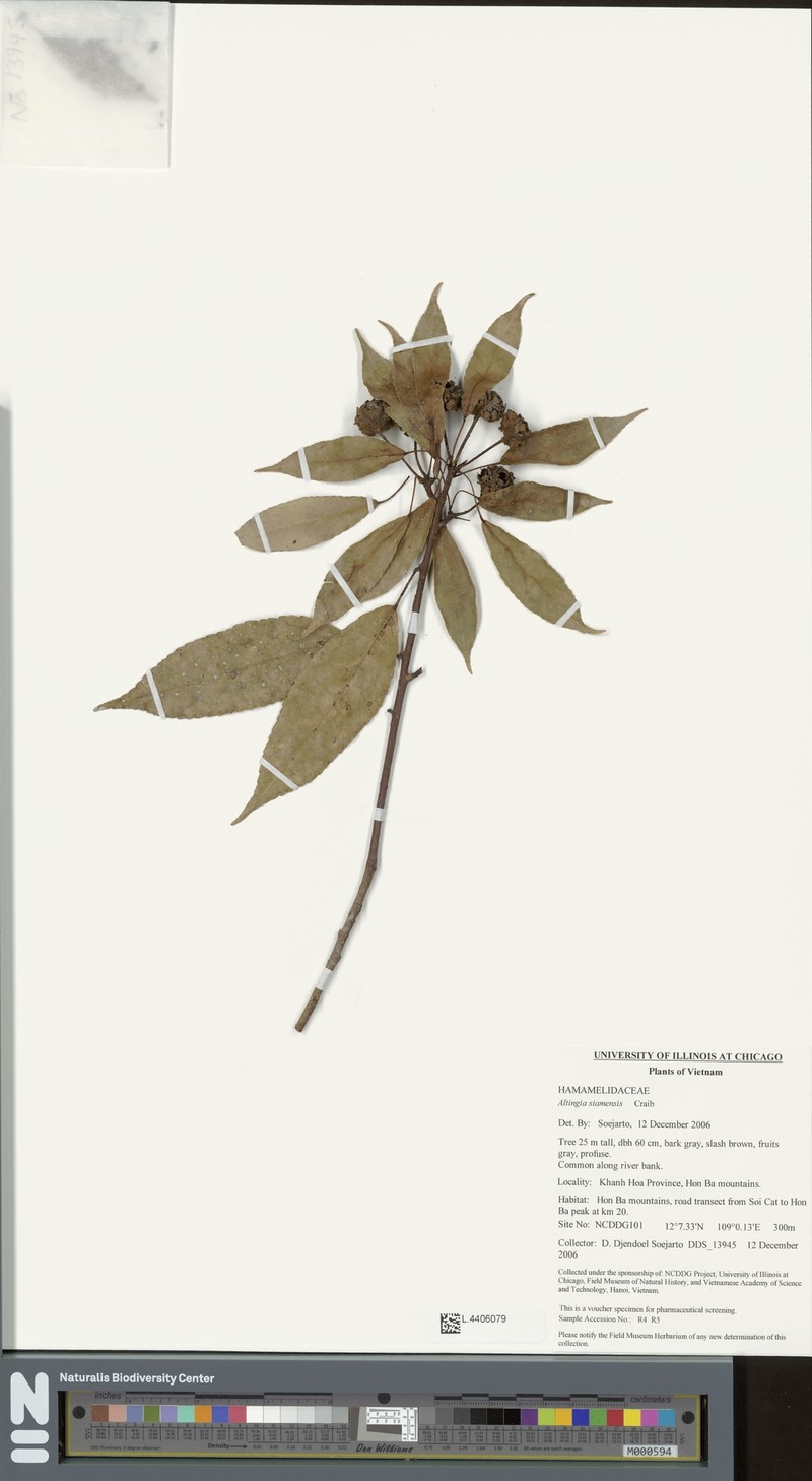 Liquidambar siamensis photo 2