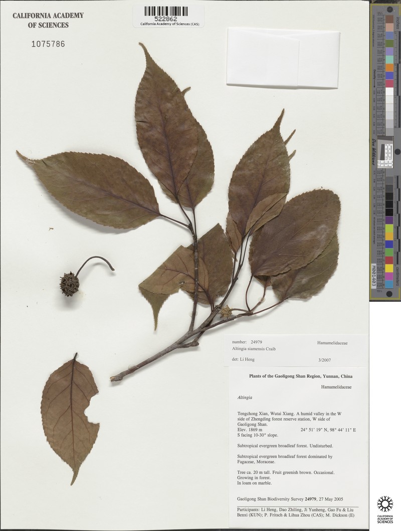 Liquidambar siamensis photo 3