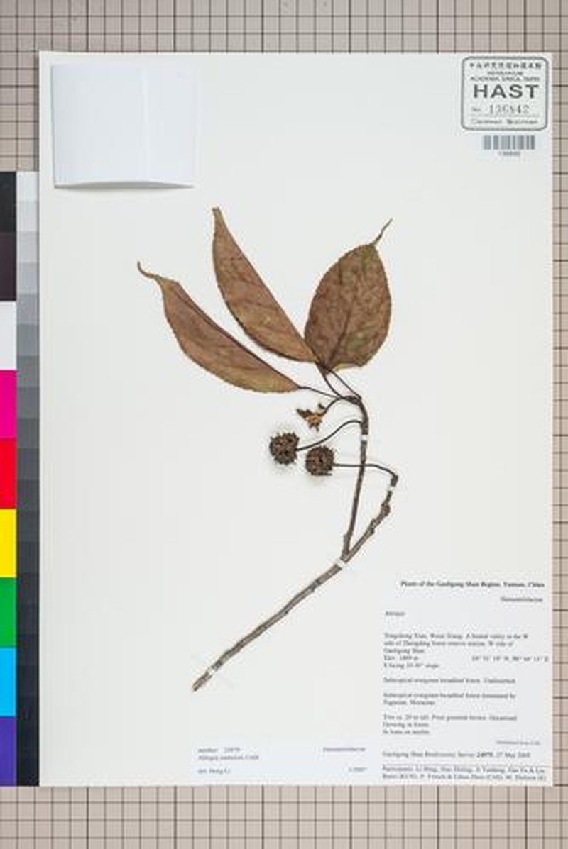 Liquidambar siamensis photo 4