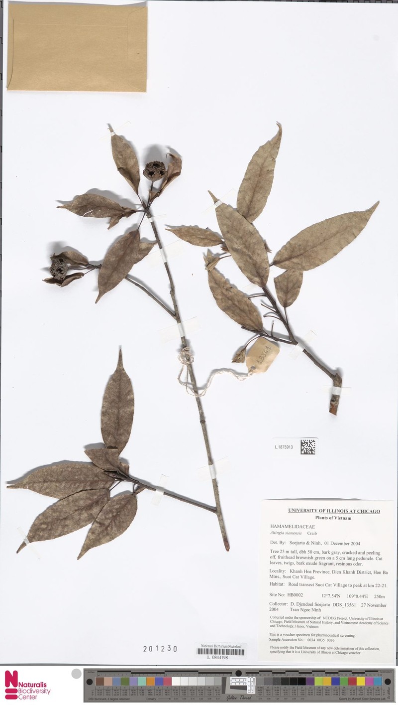 Liquidambar siamensis photo 5