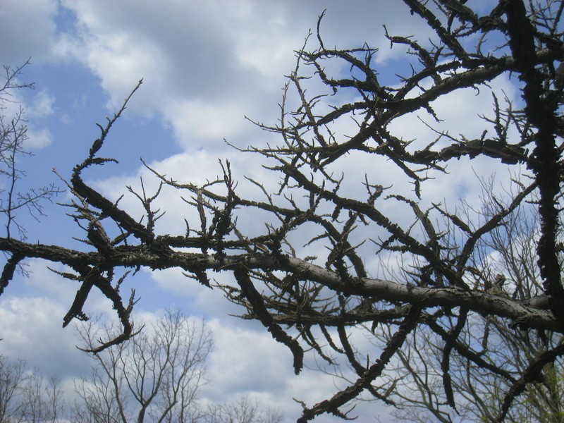 Sweetgum photo 2