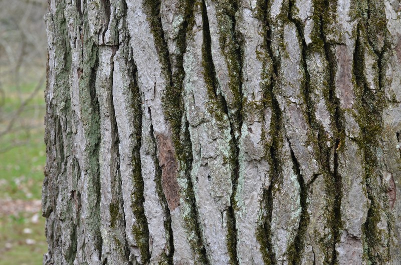 Sweetgum photo 3