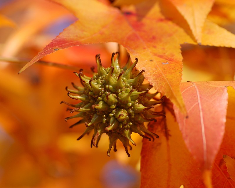 Sweetgum photo 6
