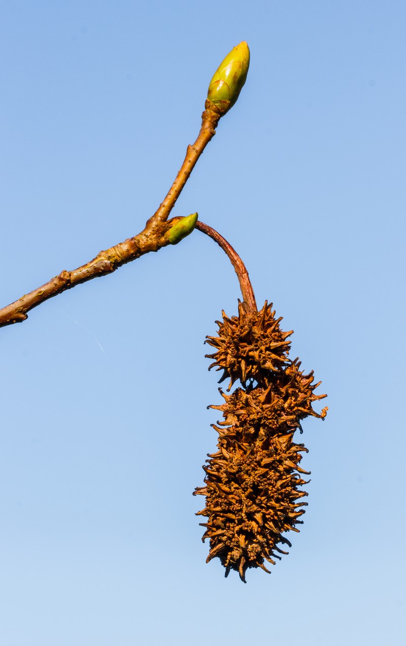 Sweetgum photo 7