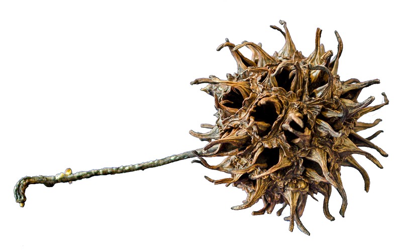 Sweetgum photo 8
