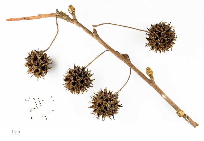 Sweetgum photo 6