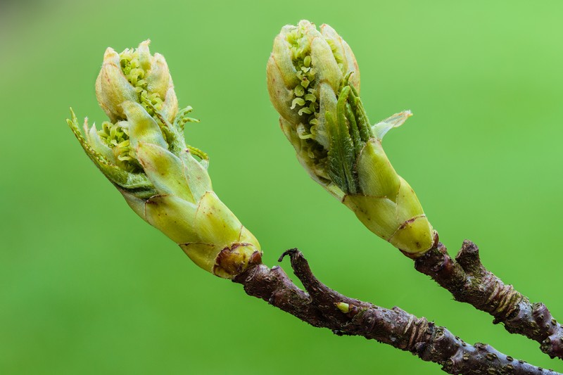 Sweetgum photo 8