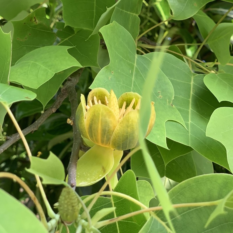 Chinese Tuliptree photo 3
