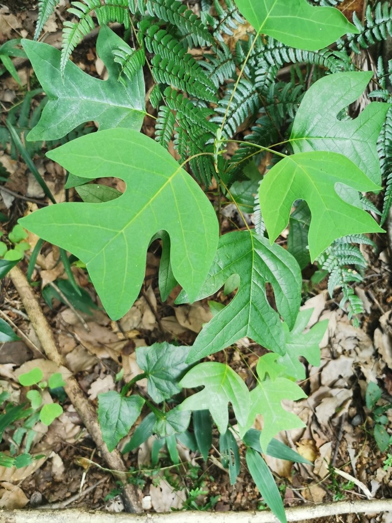 Chinese Tuliptree photo 4