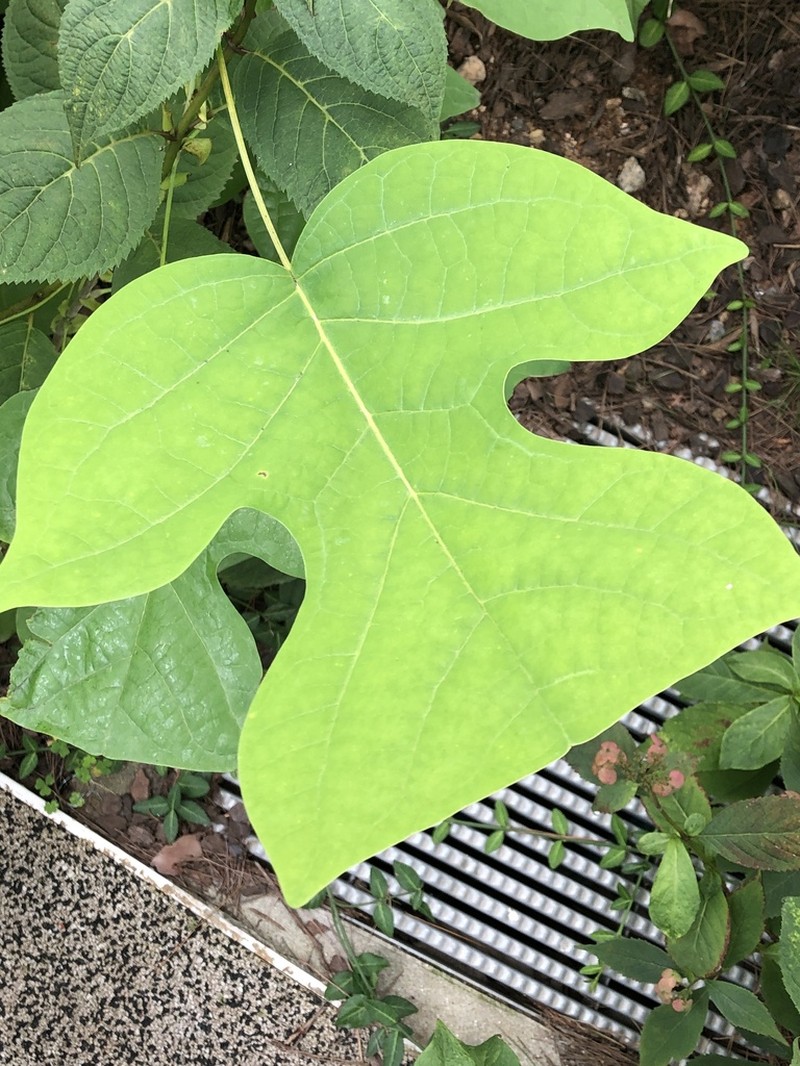 Chinese Tuliptree photo 5