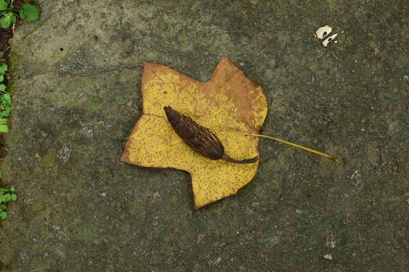 Chinese Tuliptree photo 6