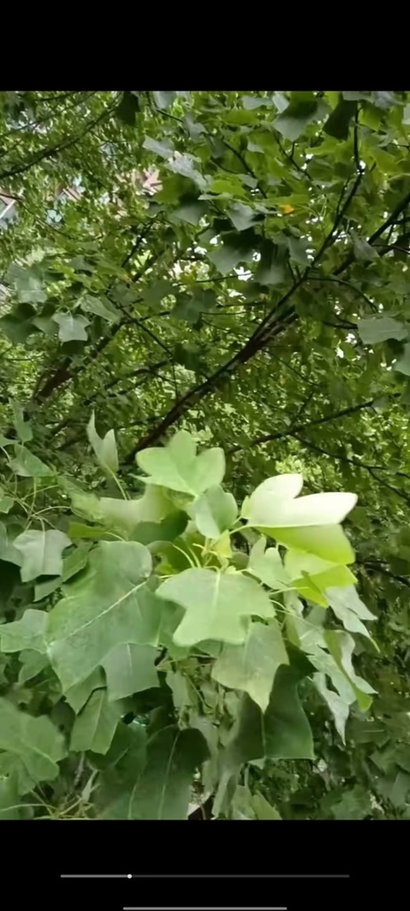 Chinese Tuliptree photo 7