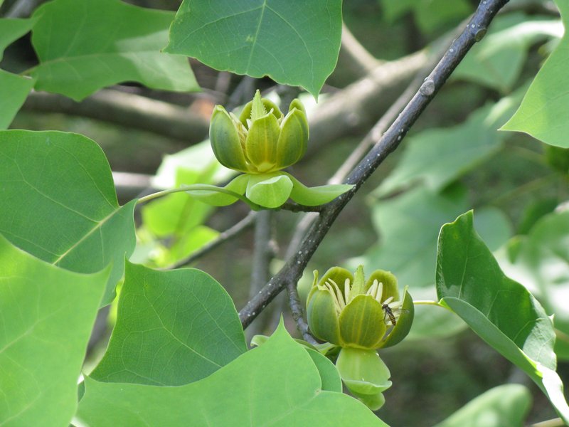Chinese Tuliptree photo 2