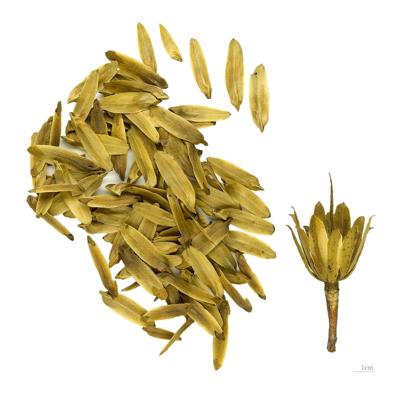 Tuliptree photo 2