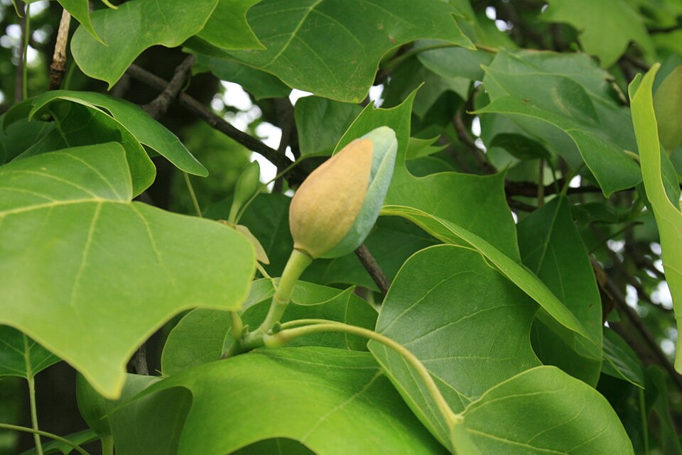 Tuliptree photo 3