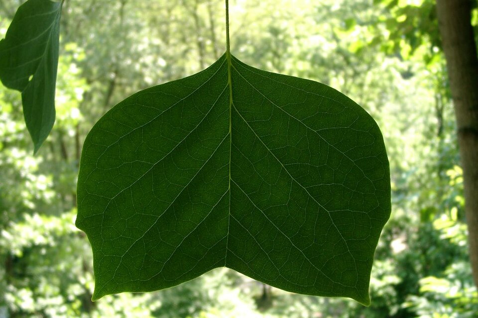 Tuliptree photo 5
