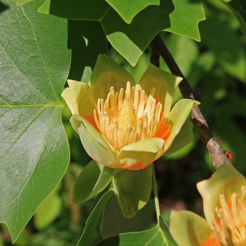 Tuliptree photo 6