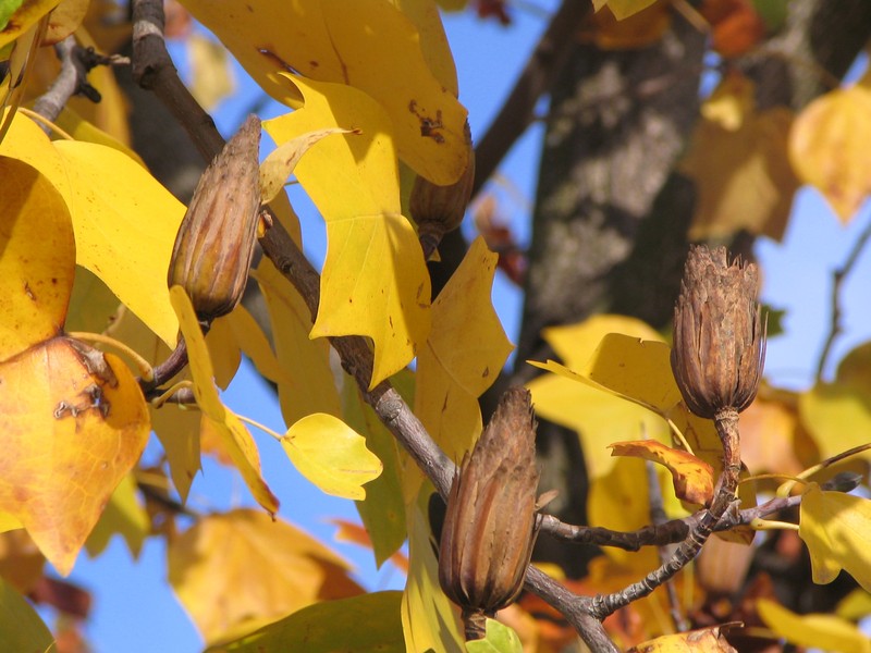 Tuliptree photo 7