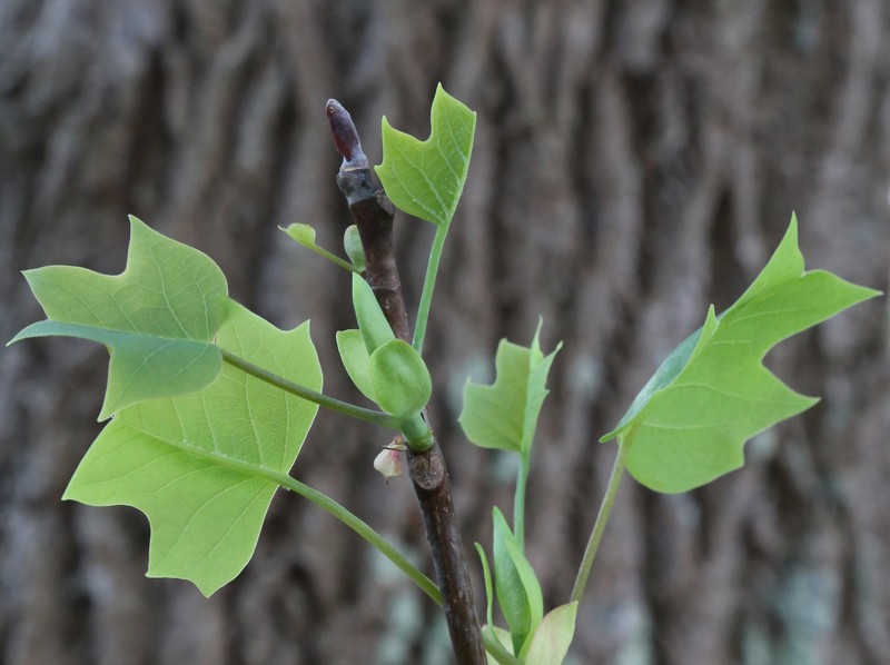 Tuliptree photo 8