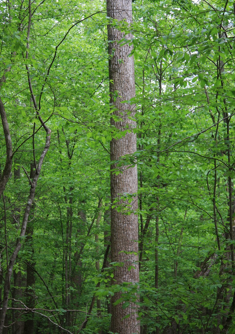 Tuliptree photo 8