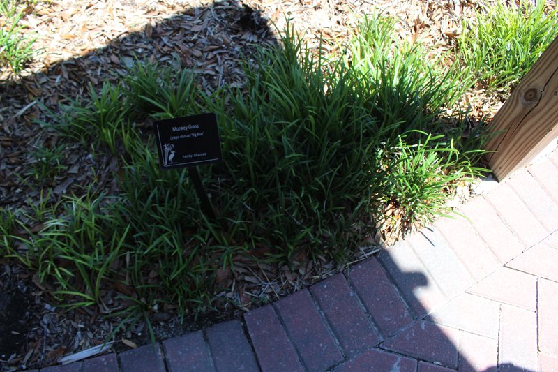 Liriope eiliflora