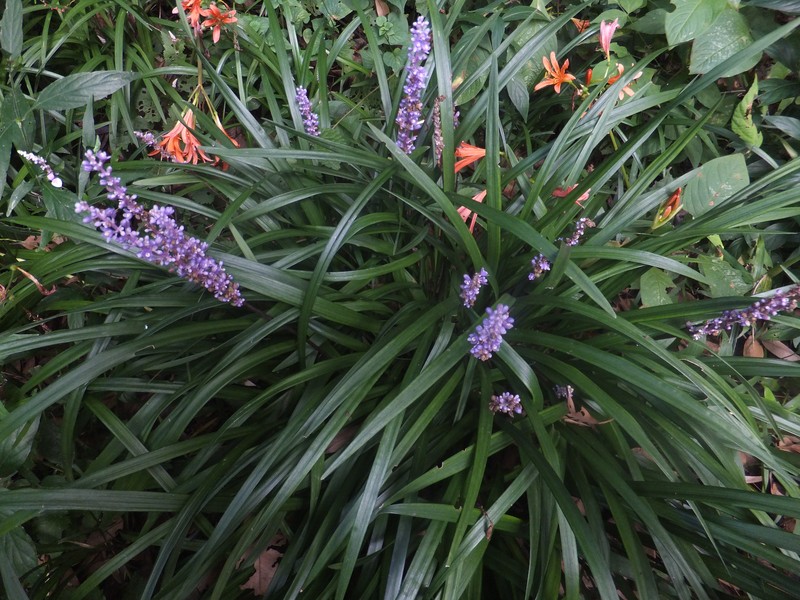 Big Blue Lilyturf photo 3