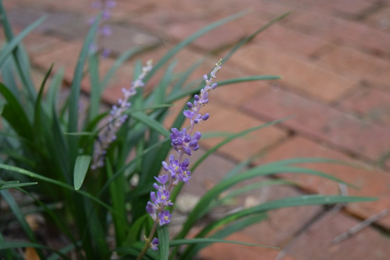 Big Blue Lilyturf photo 5