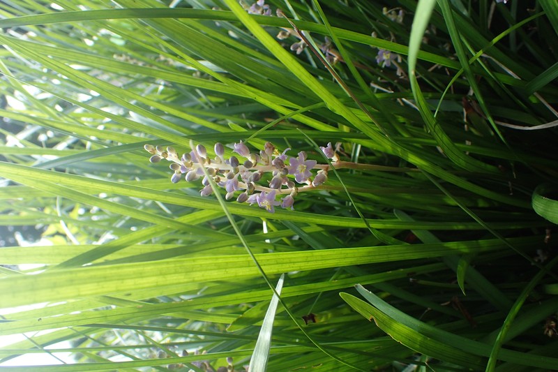 Creeping Liriope photo 2