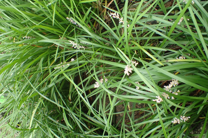 Creeping Liriope photo 3