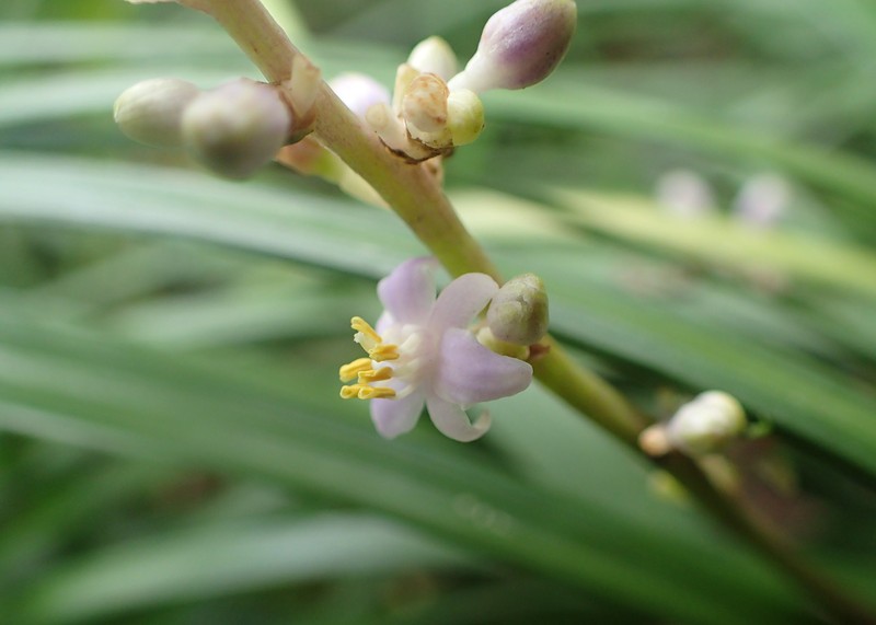 Creeping Liriope photo 4