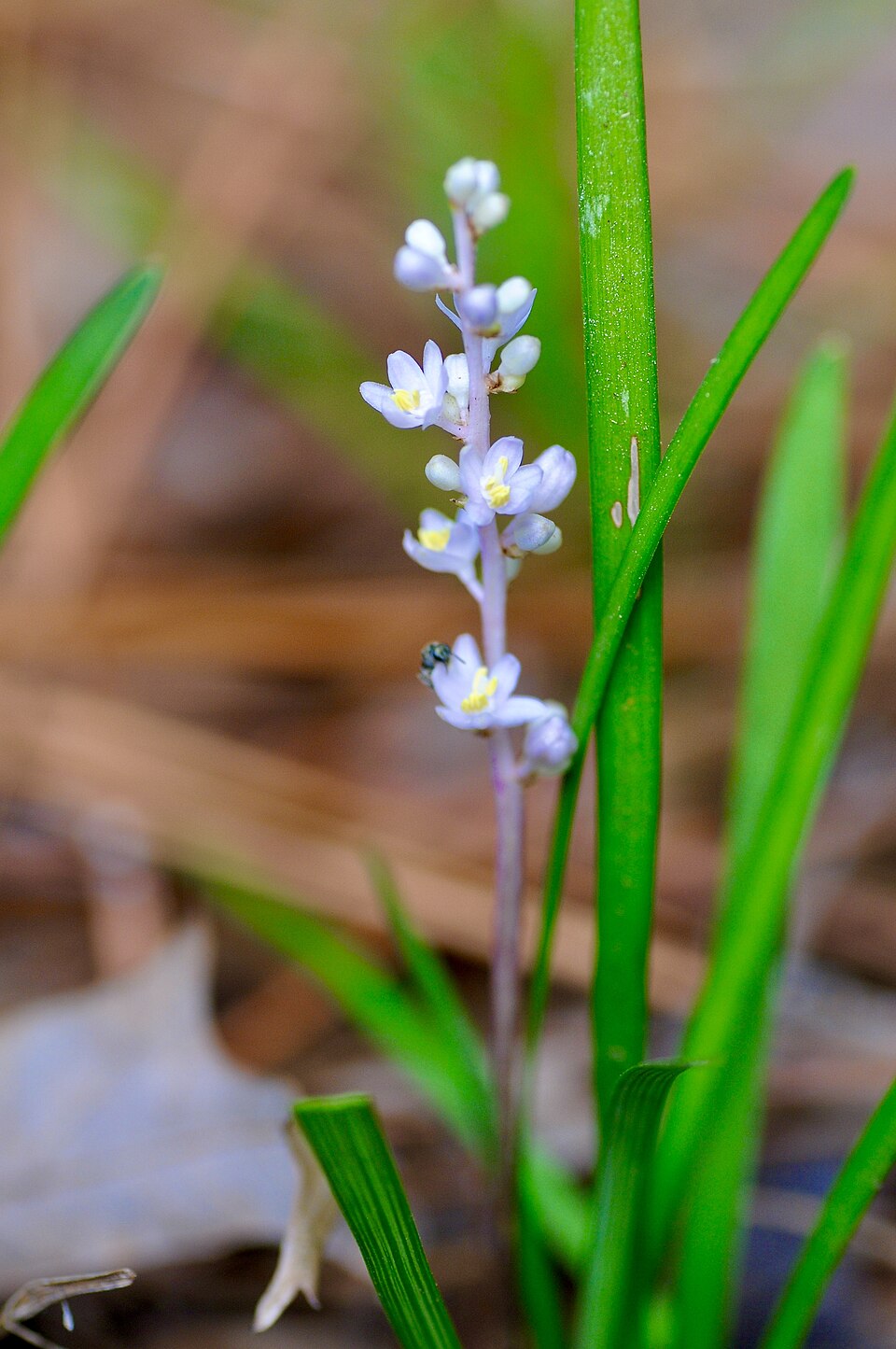 Creeping Liriope photo 5