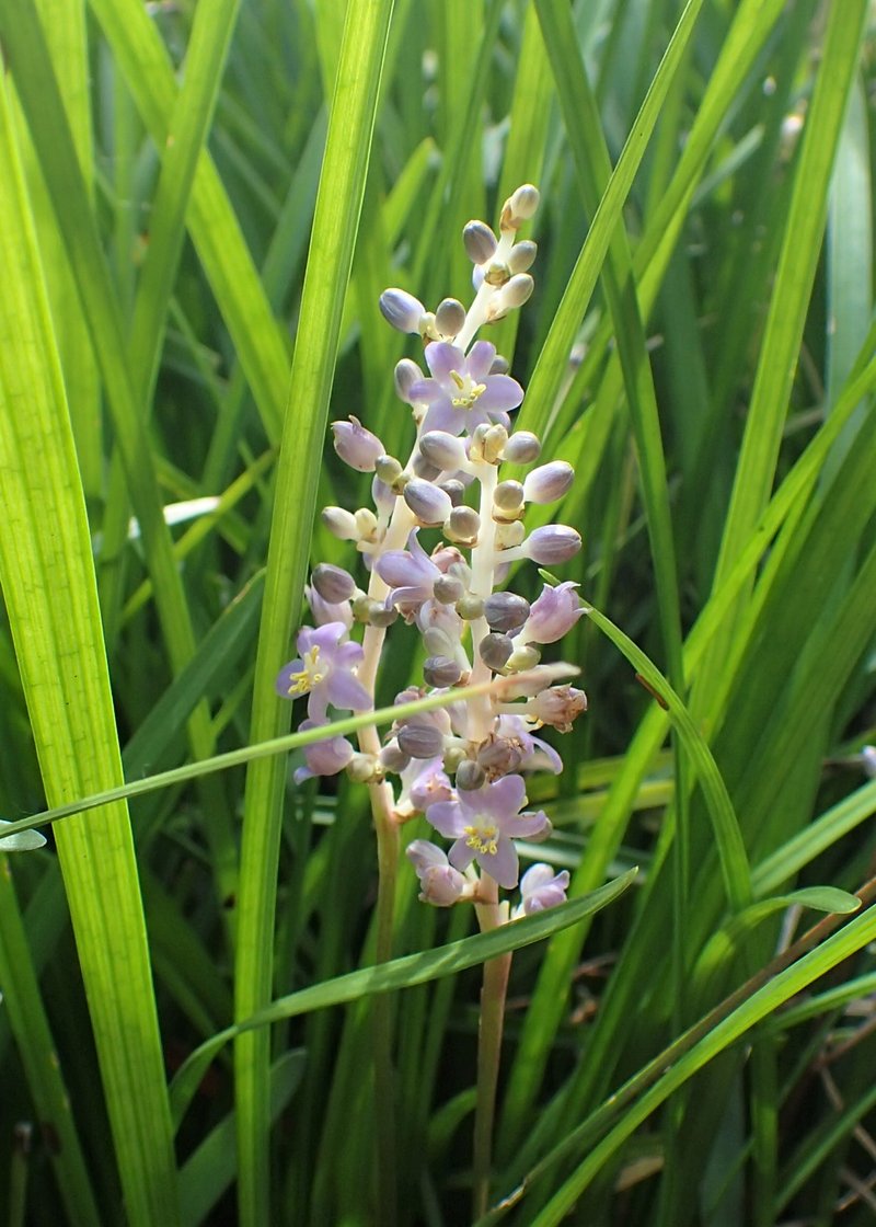Creeping Liriope photo 6