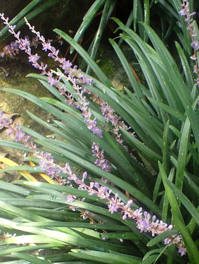 Creeping Liriope photo 7