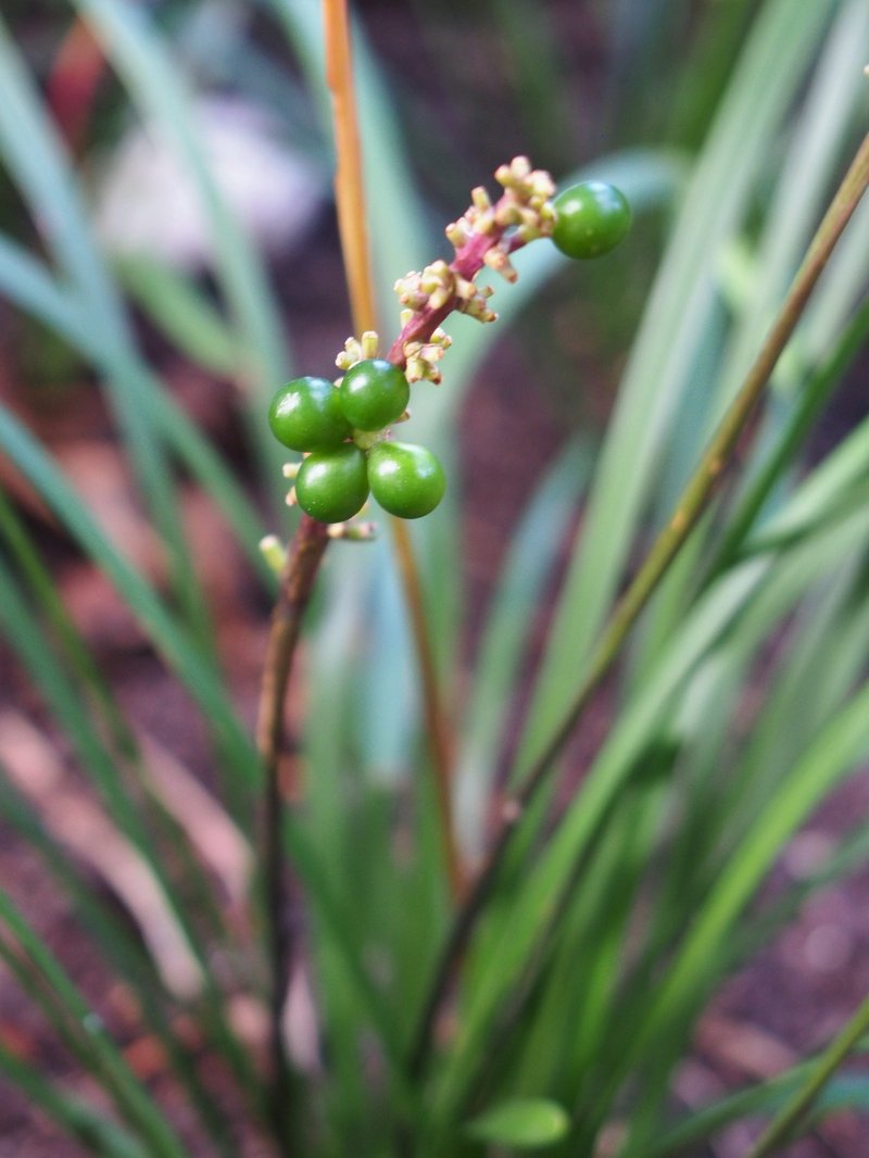 Creeping Liriope photo 8