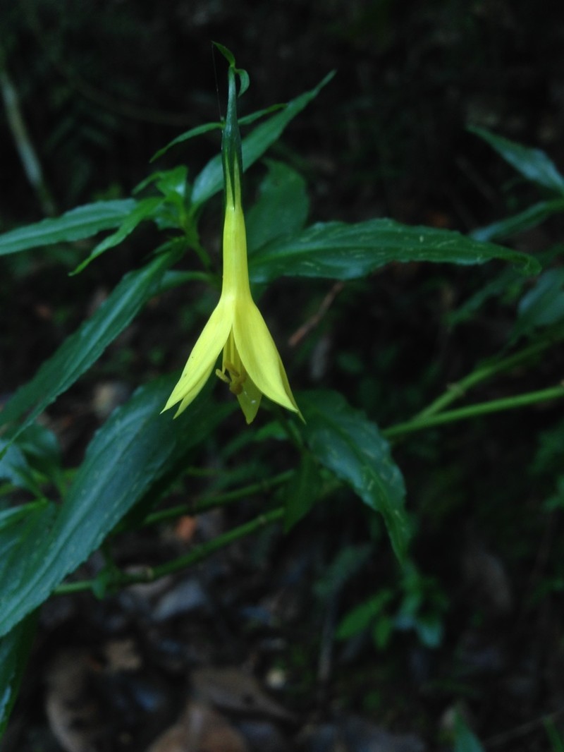 Campanilla Amarilla