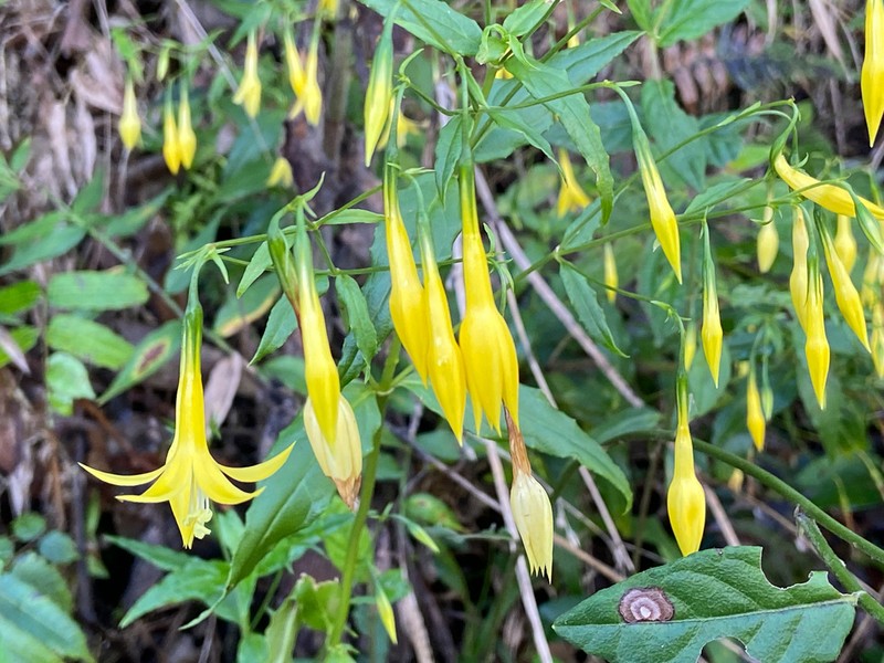 Campanilla Amarilla photo 4