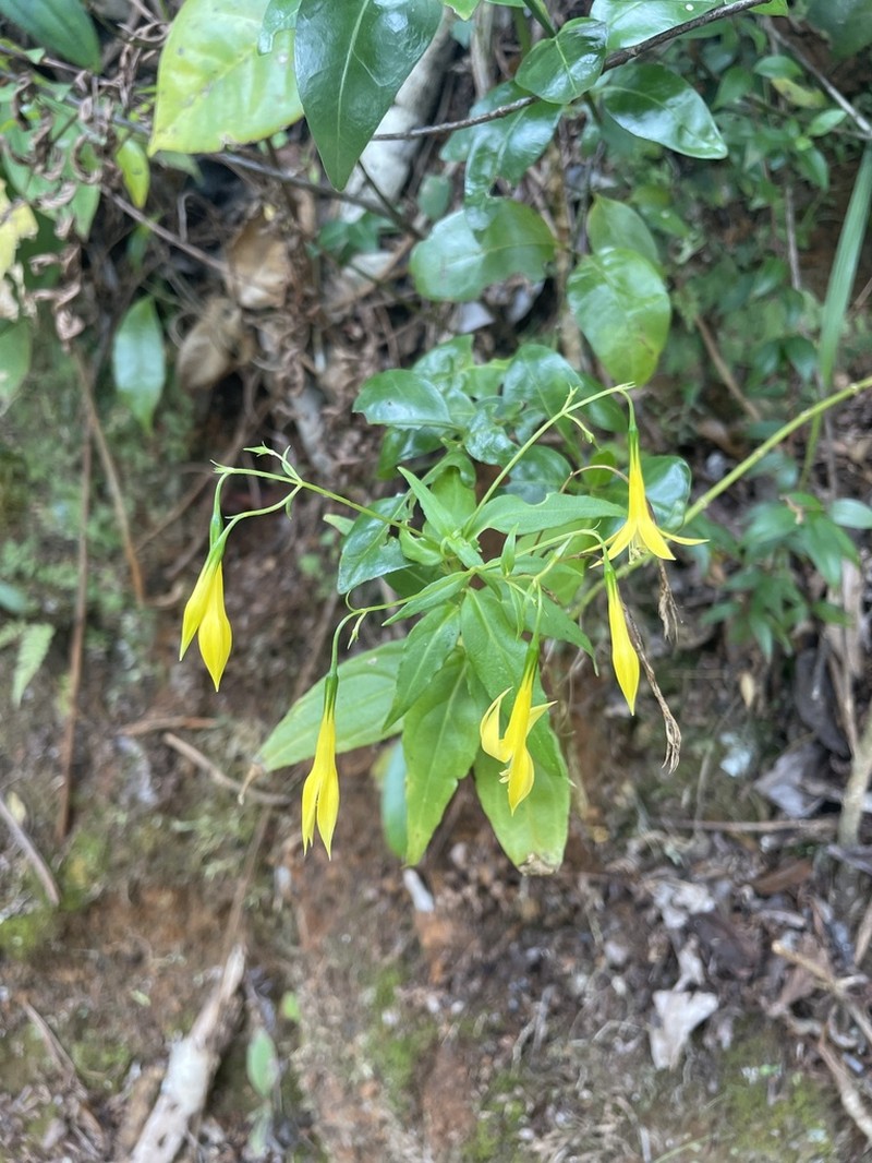 Campanilla Amarilla photo 5