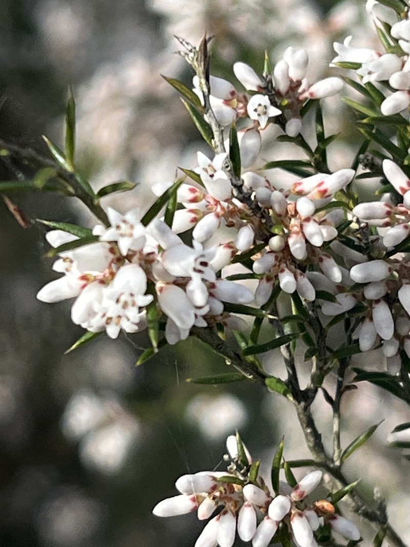 Lissanthe strigosa subsp. strigosa