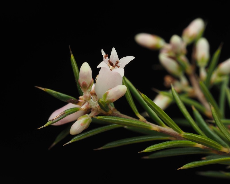 Lissanthe strigosa subsp. strigosa photo 2