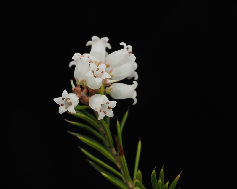 Lissanthe strigosa subsp. strigosa photo 3
